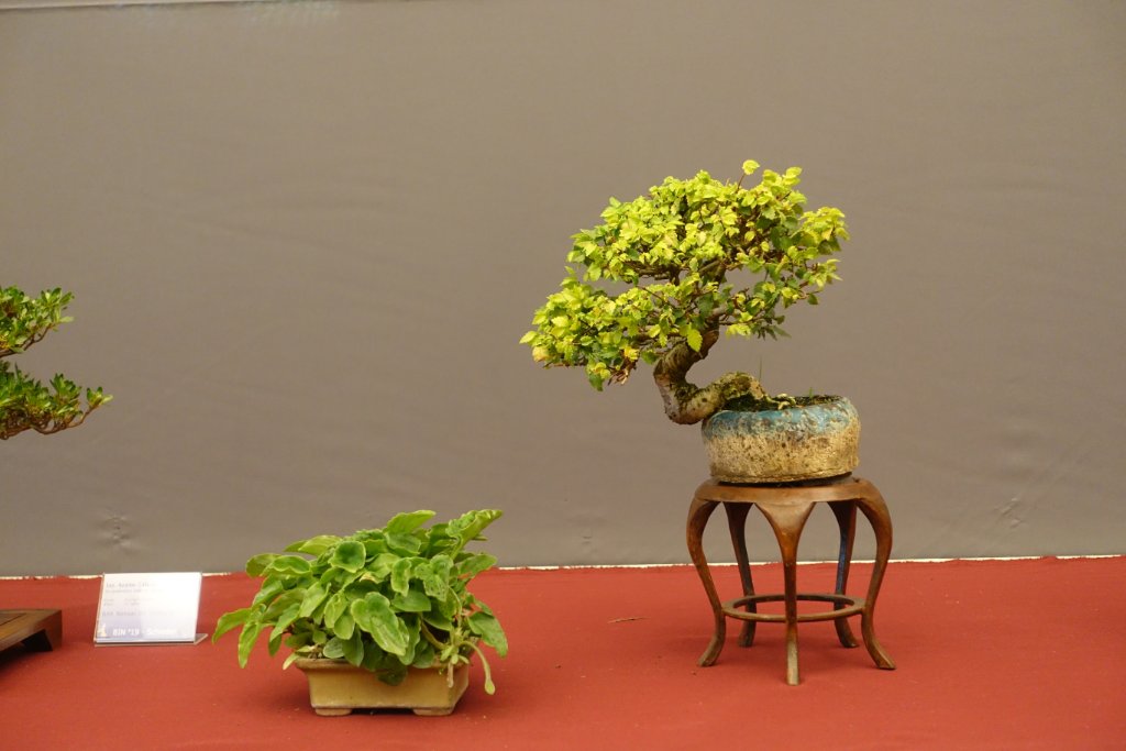 DSC07291.JPG