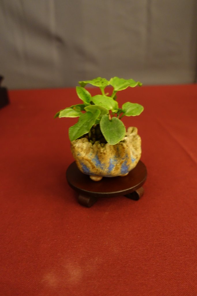 DSC07279.JPG
