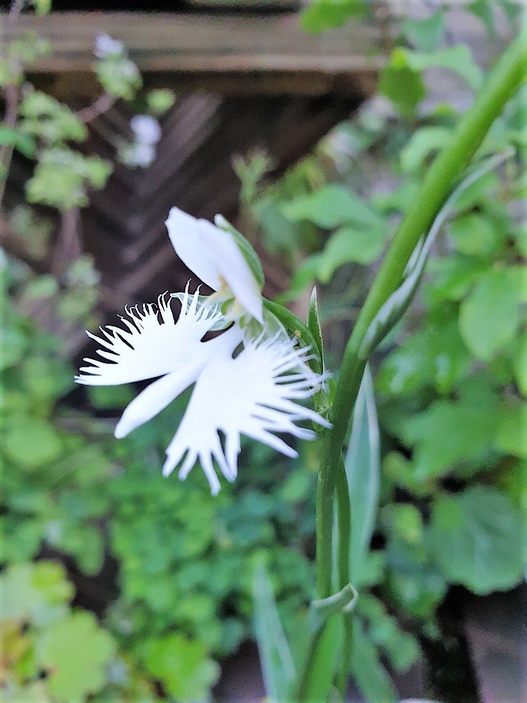 vogrlblume 25.08.19