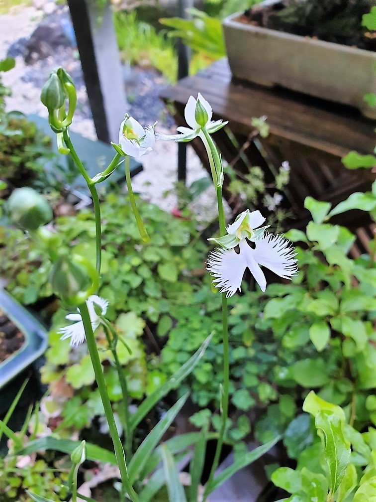 Vogelblume 26.08.