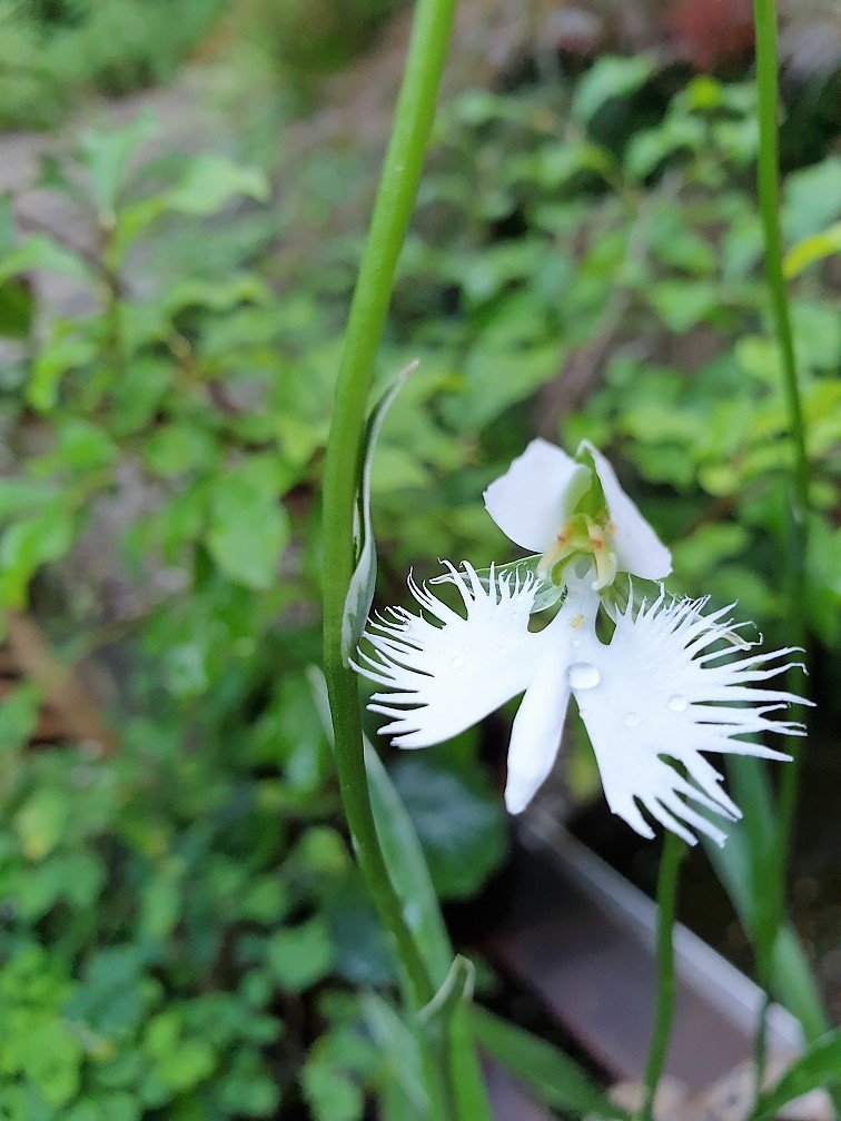 Vogelblume 26.08.