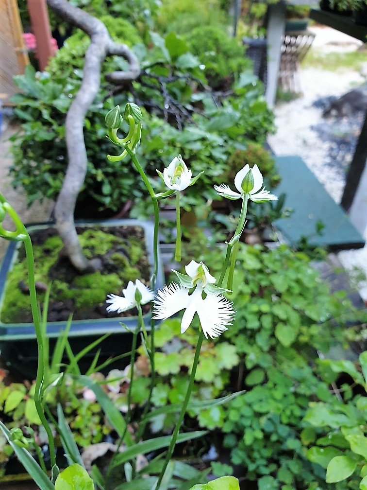 Vogelblume 26.08.
