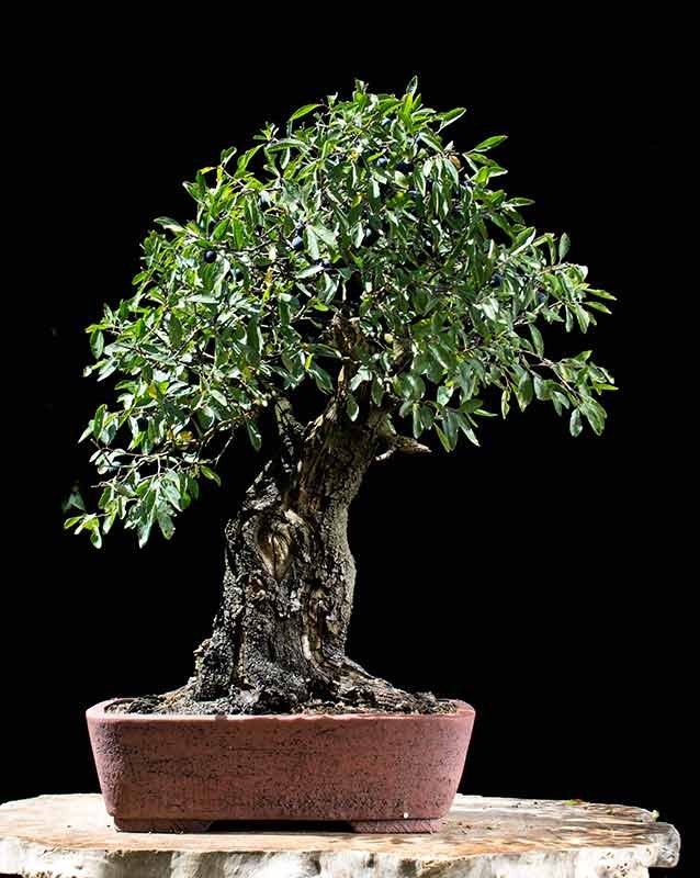 2018-08-TSA_3798ofw.jpg