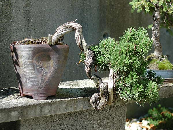 In Horsts Garten