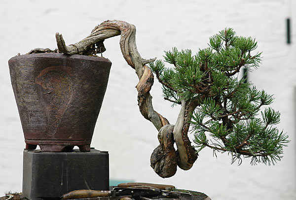 Dsc_6290v.jpg