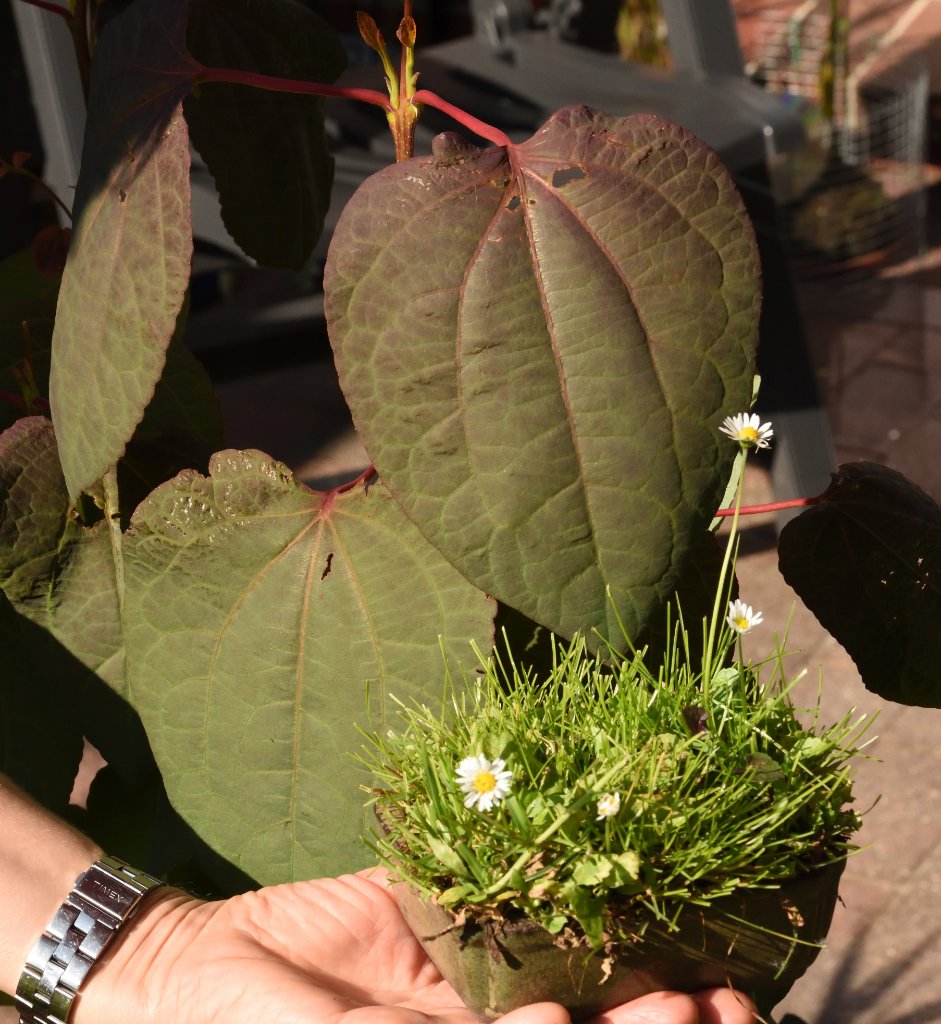 Blatt_20190717.jpg