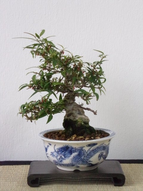 Koshobai am 08.09.2019.jpg