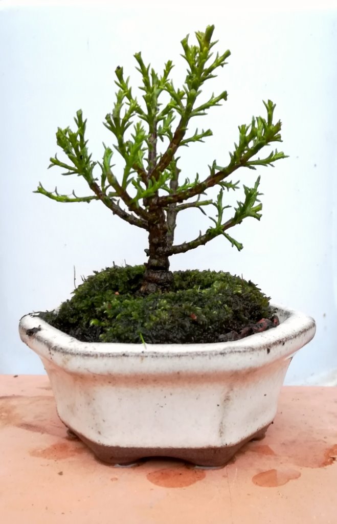Juniperus_#1.jpg