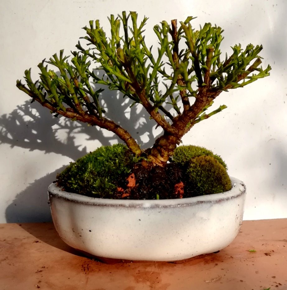 Juniperus_#2.jpg