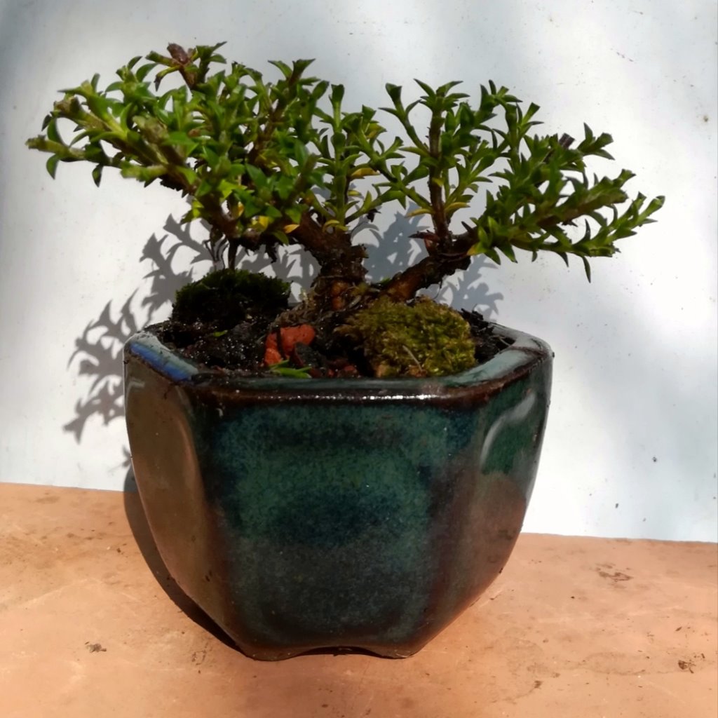 Juniperus_#4.jpg