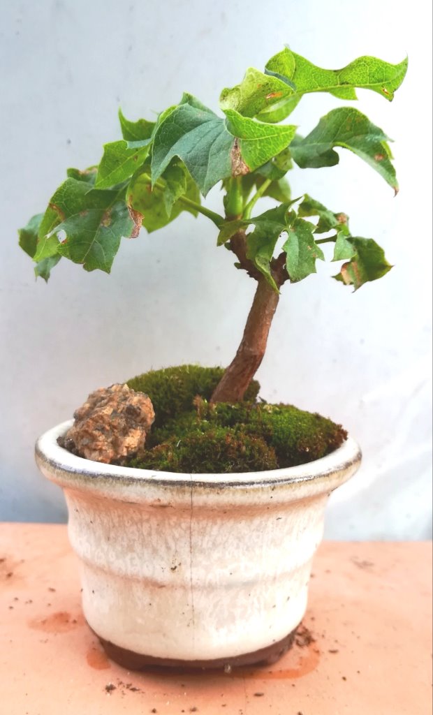 Acer_platanoides_#1_2.jpg