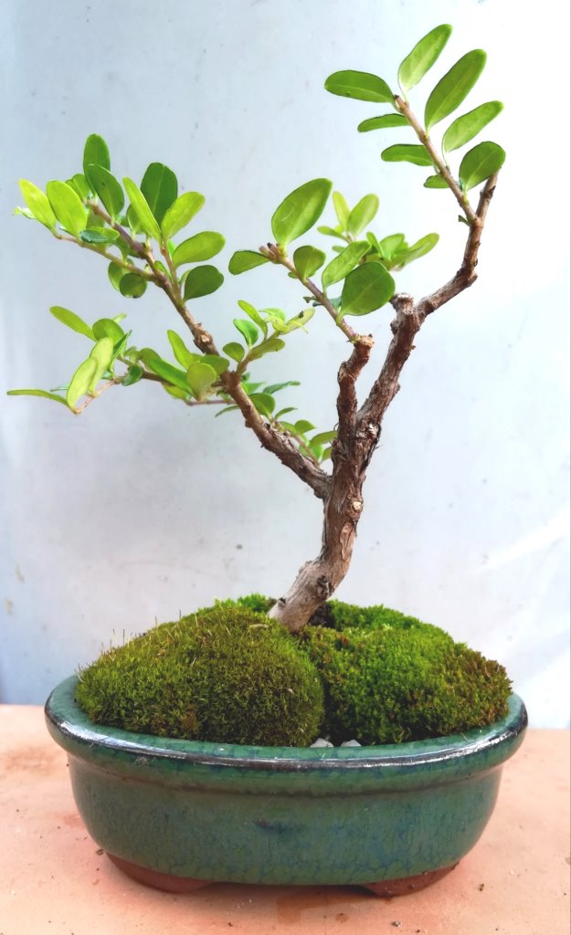 Buxus_#1_2.jpg