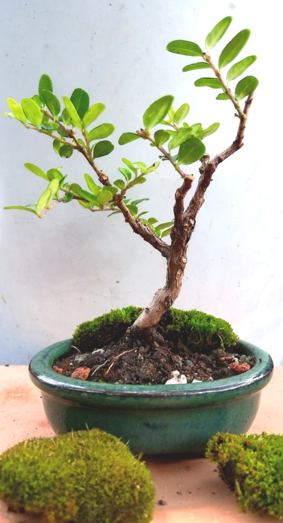Buxus_#1_moos.jpg