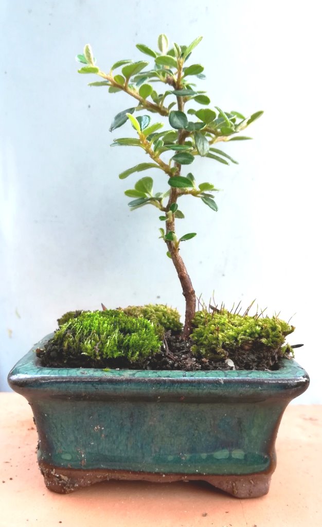 Cotoneaster_microphyllum_#1_2.jpg