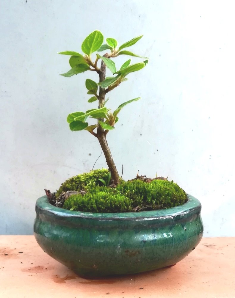 Cotoneaster_x_#2_2.jpg