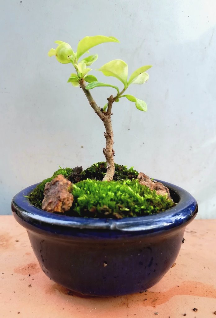 Ligustrum_#1_2.jpg