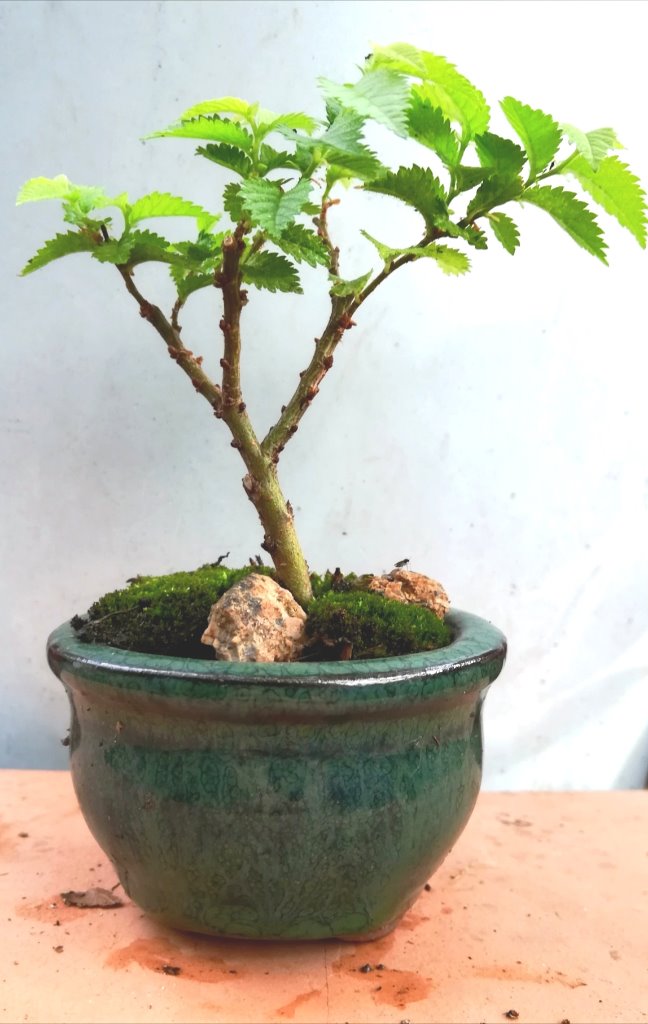 Ulmus_minor_#1_2.jpg