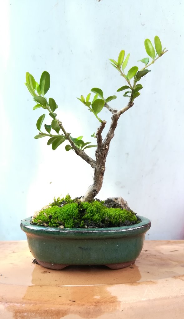 Buxus_#1.jpg