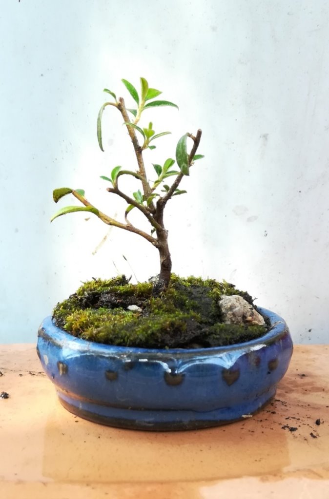Cotoneaster_x_#1.jpg