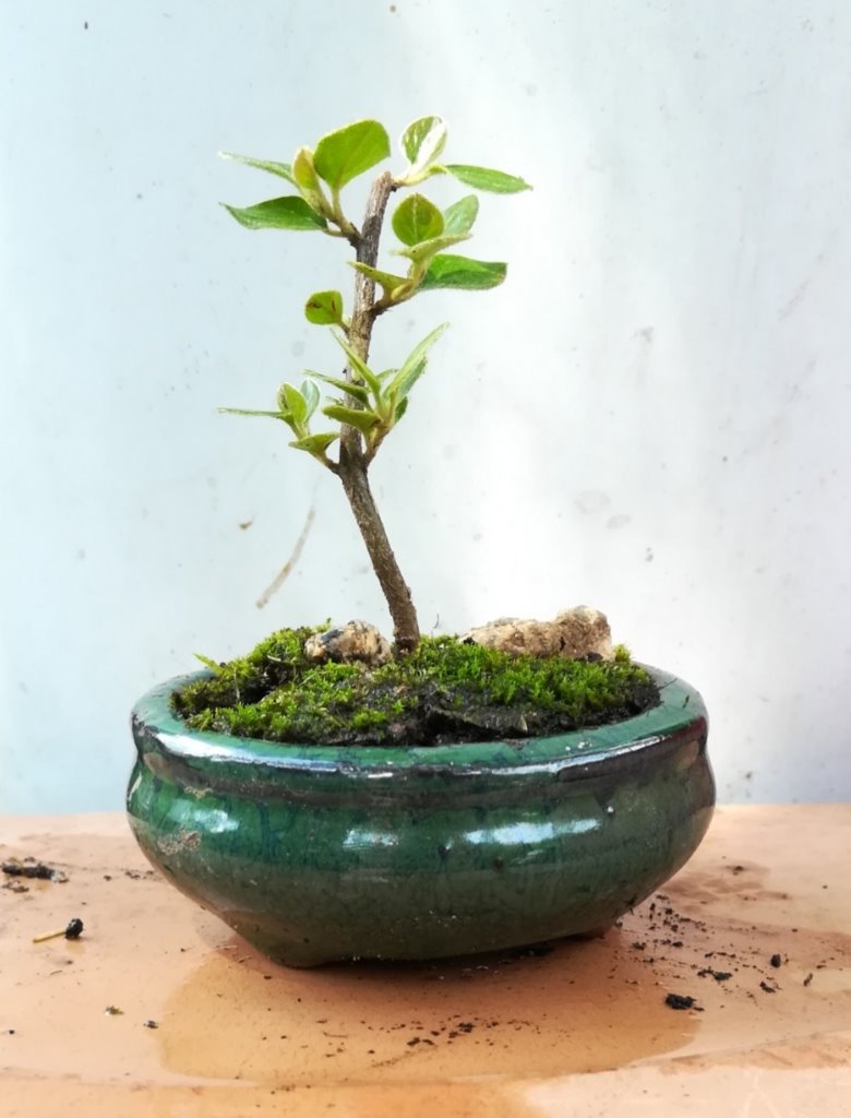 Cotoneaster_x_#2.jpg