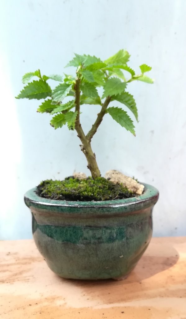 Ulmus_minor_#1.jpg