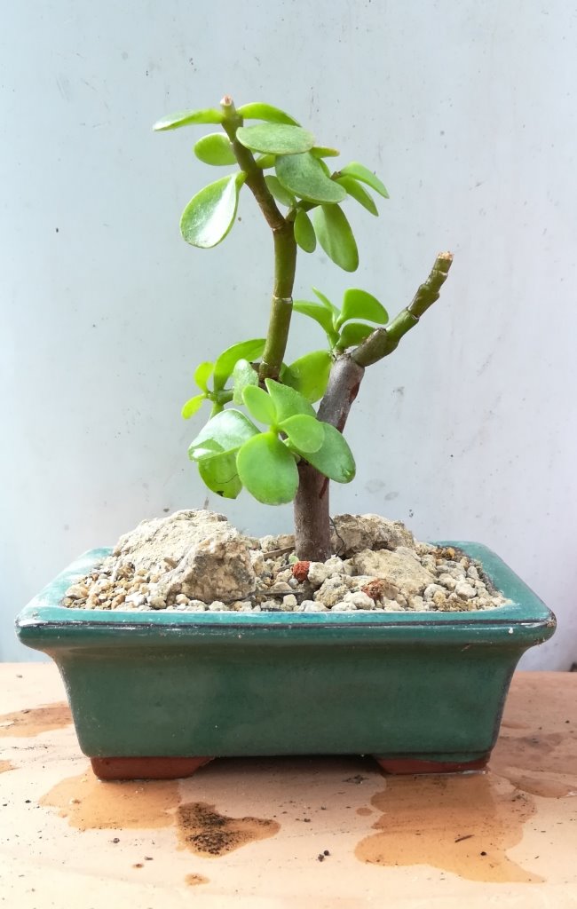Portulacaria_afra_#1.jpg