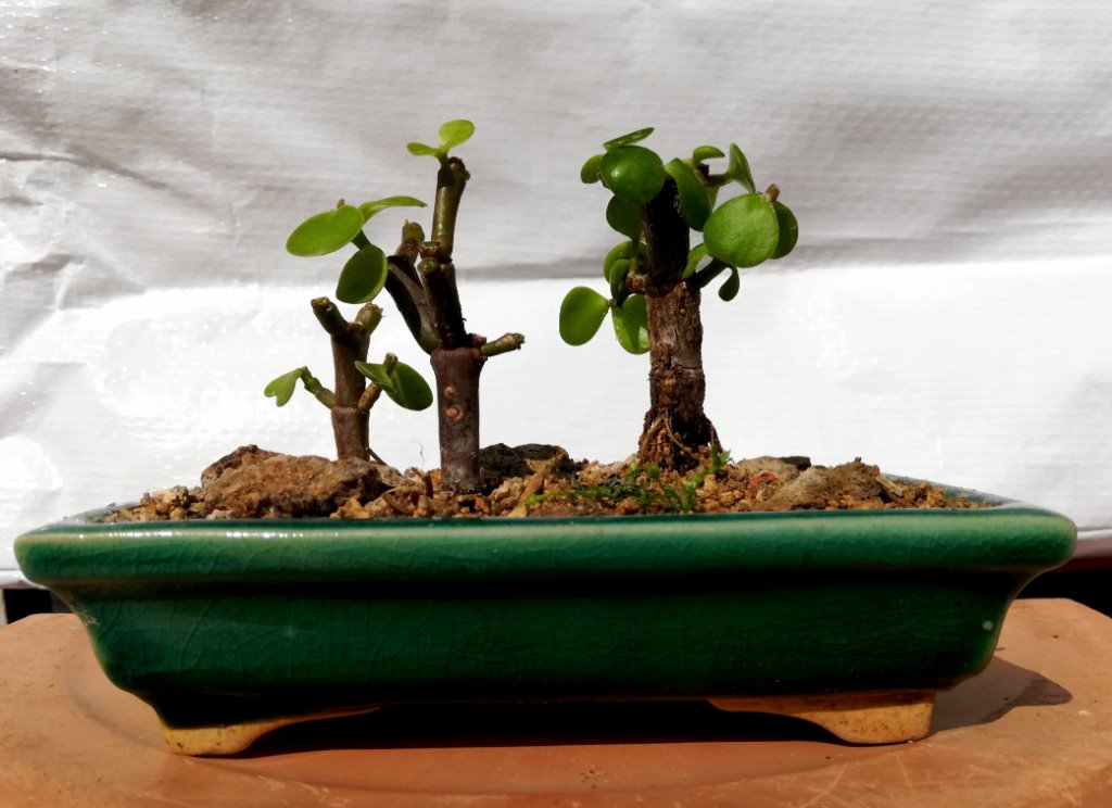 Portulacaria_afra_Forest_#1.jpg