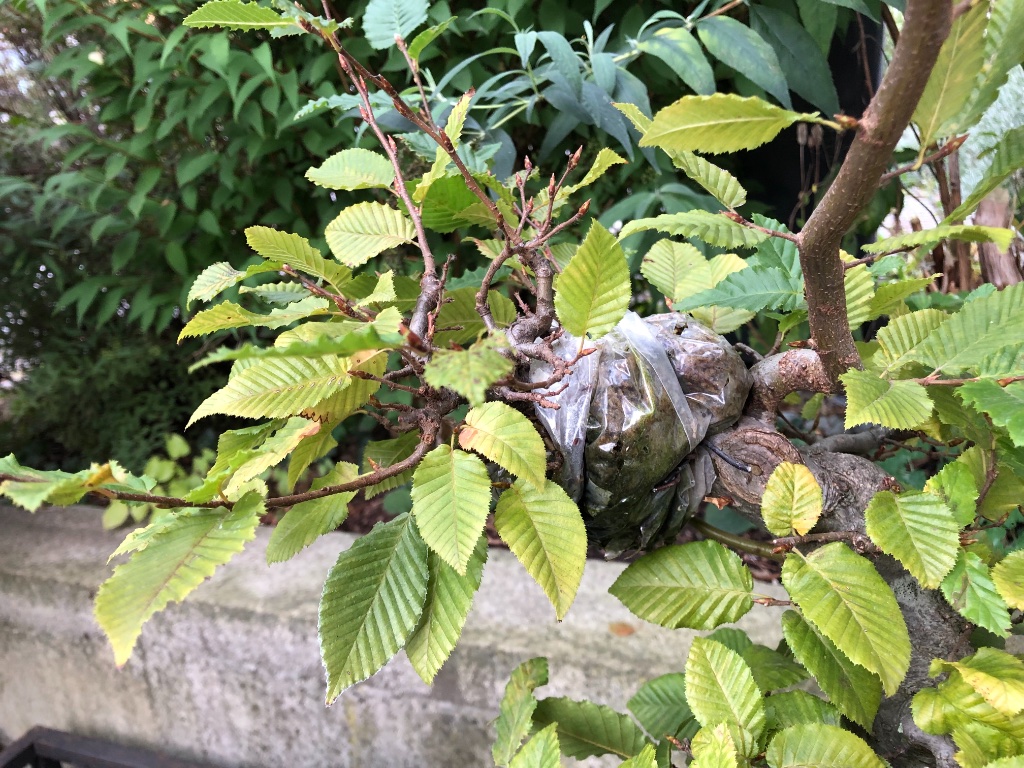 07. Sept 2019: kein Farbunterschied zwischen Abmoosung und den Blättern unterhalb.