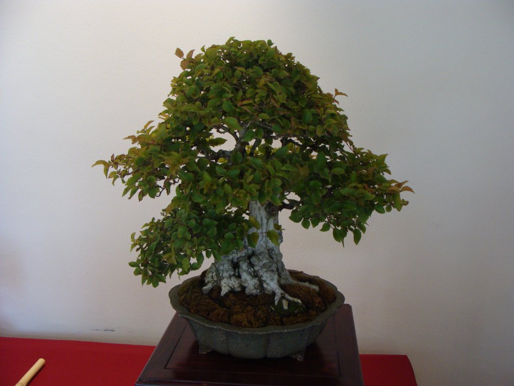 DSC04802.JPG