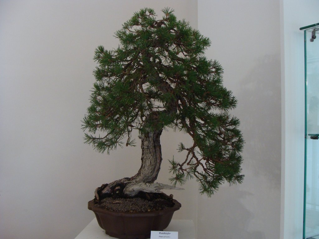 DSC04803.JPG