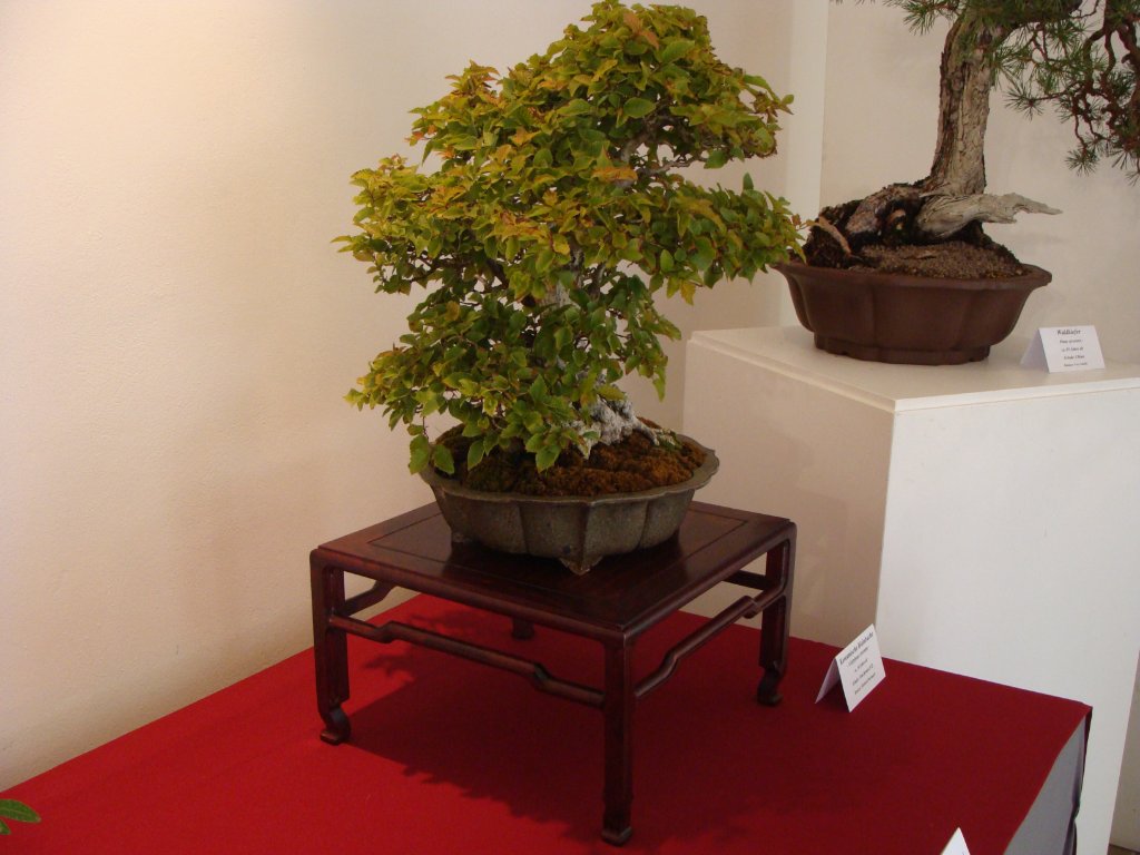 DSC04807.JPG