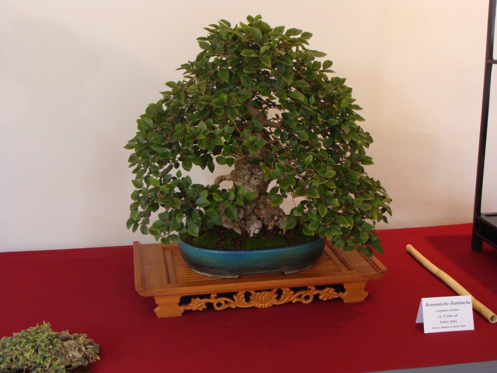 DSC04817.JPG