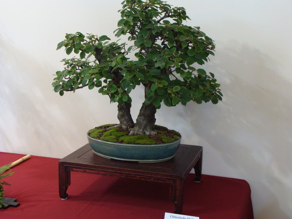 DSC04818.JPG