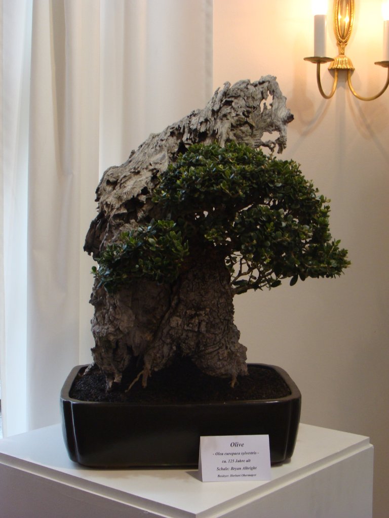 DSC04819.JPG