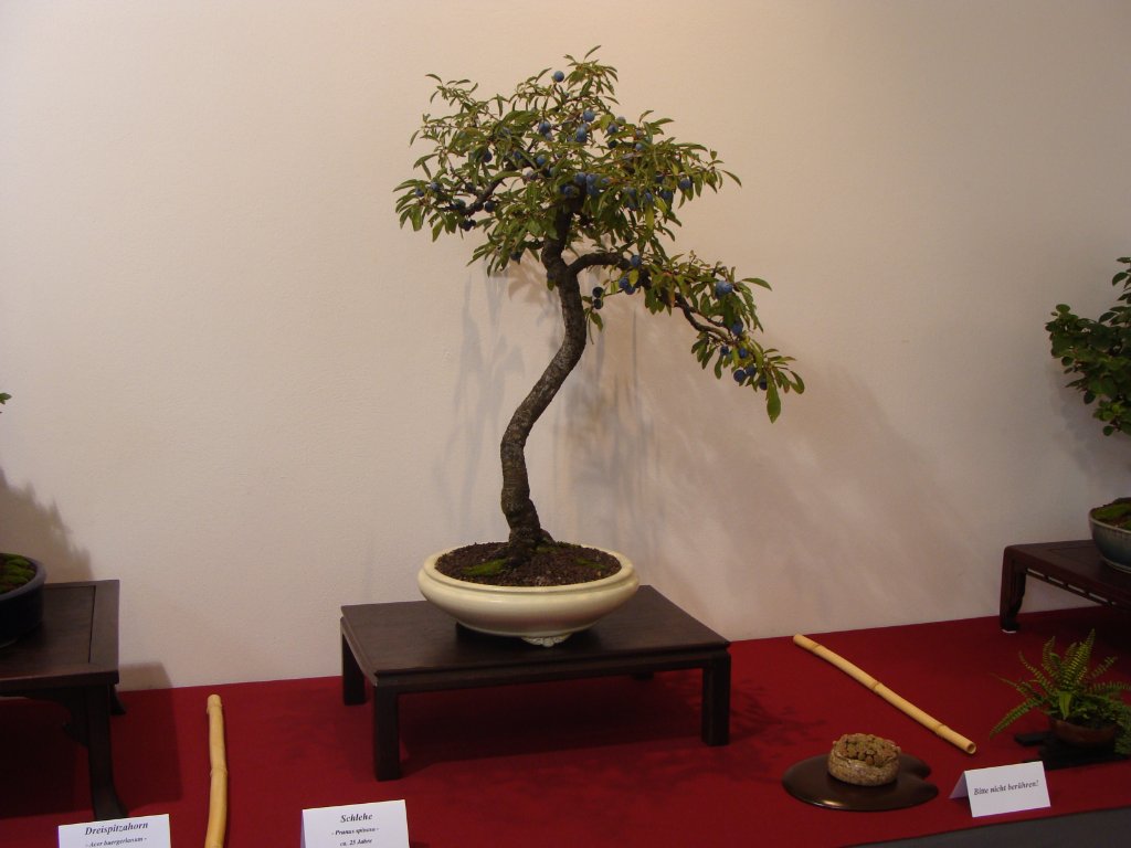 DSC04821.JPG
