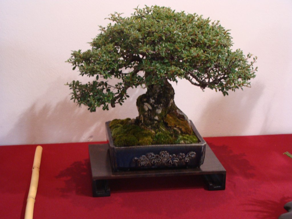 DSC04825.JPG