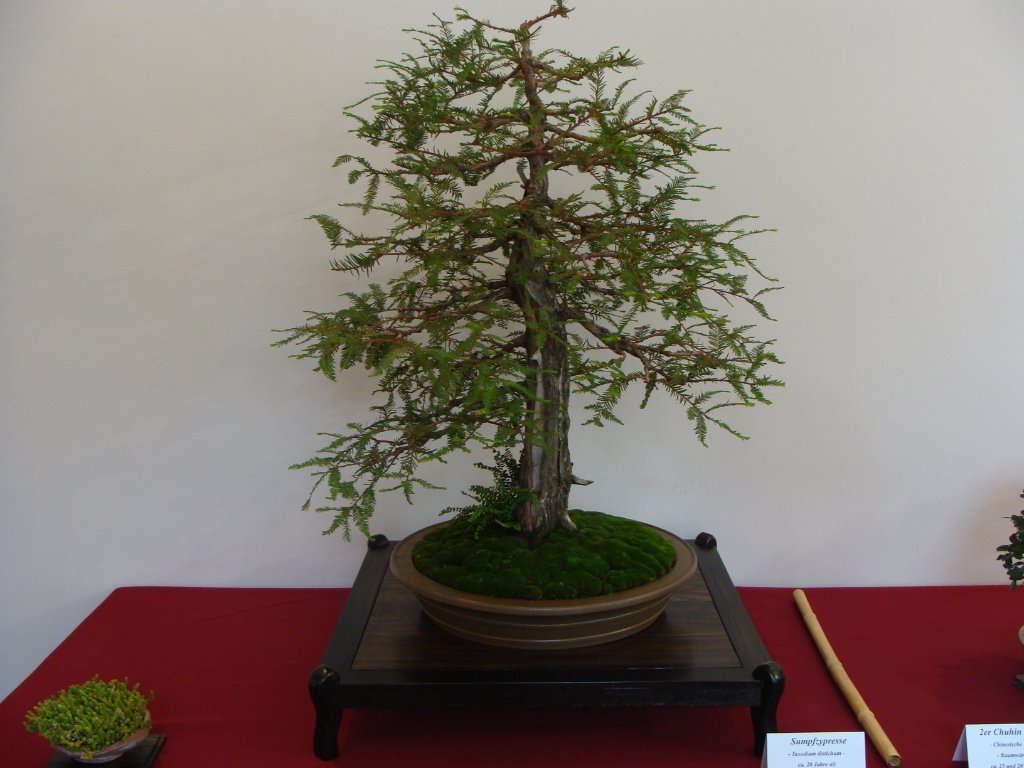 DSC04849.JPG