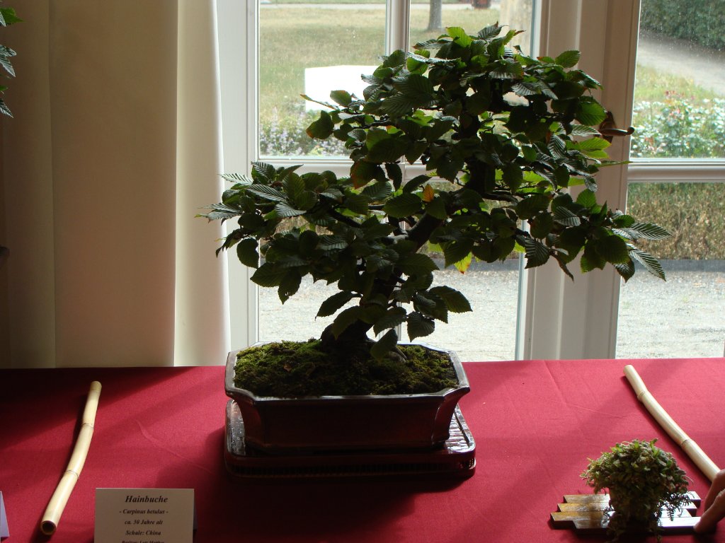 DSC04856.JPG