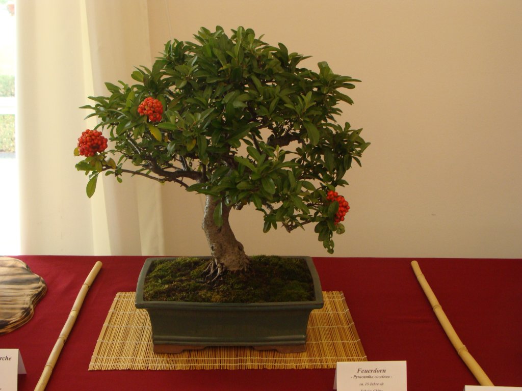 DSC04858.JPG