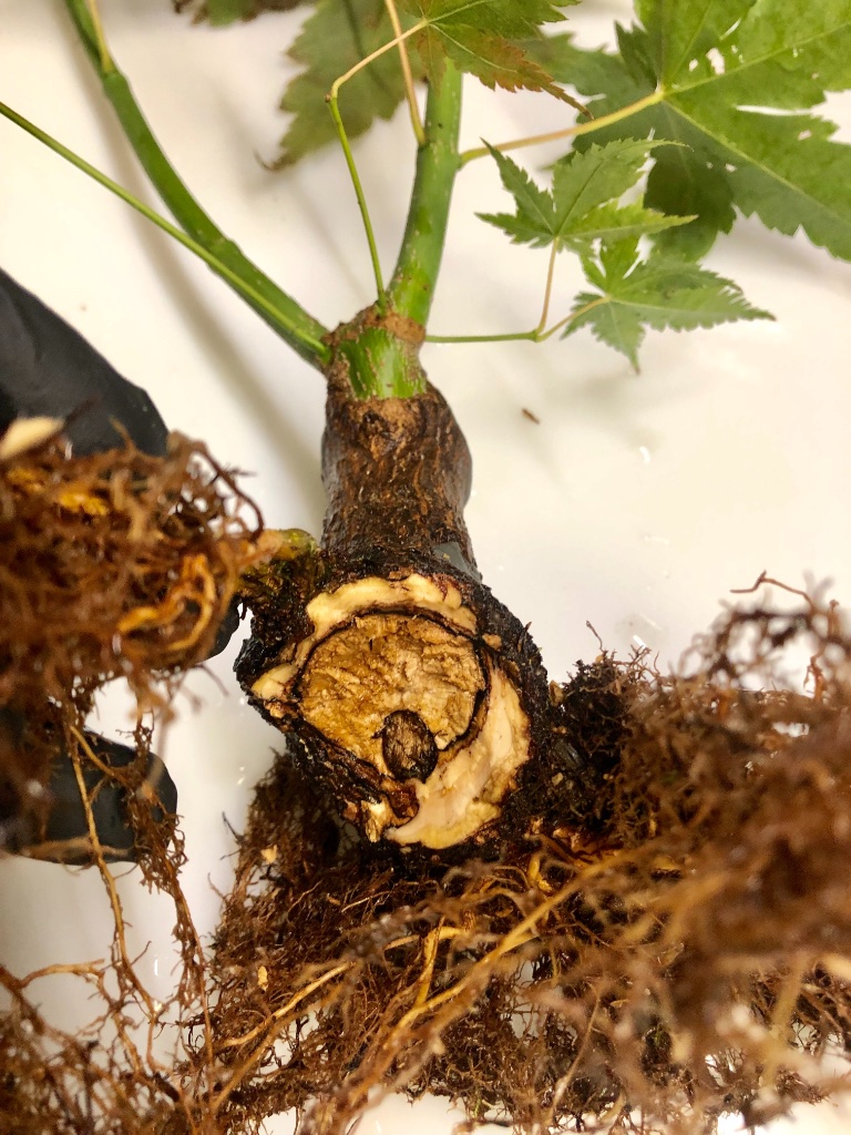 ich habe bis ins gesunde Holz geschnitten: entweder er packt es oder der Pilz gewinnt