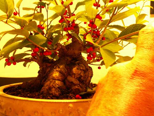 kleine_fette_sau_10_2006.jpg