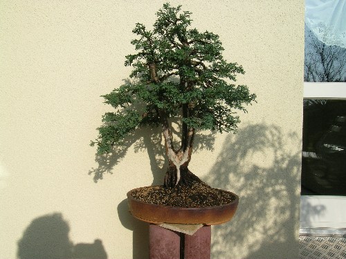 Thuja Neue schale.jpg