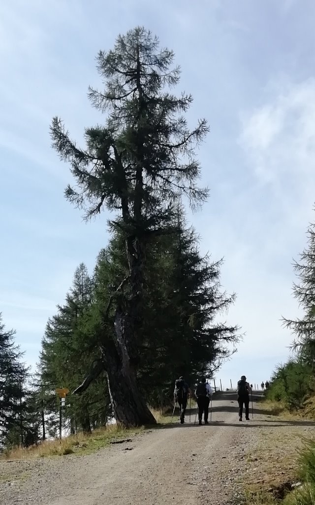 auf dem Weg zur Alexanderhütte  - 7.jpg