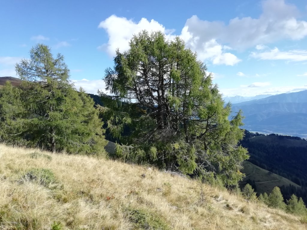 Baum an einem Wanderweg - 2.jpg