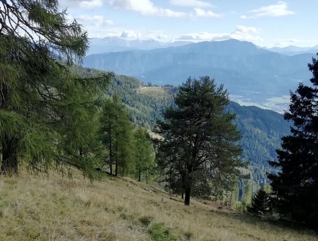 Baum an einem Wanderweg - 3.jpg