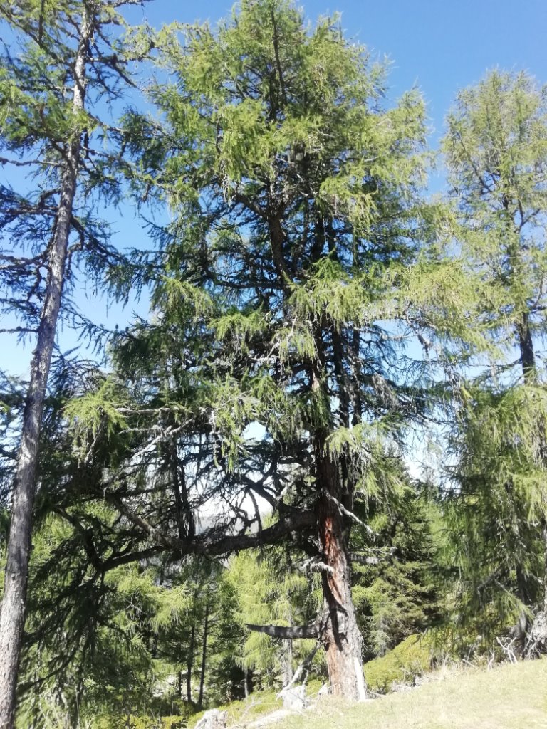 Baum an einem Wanderweg - 4.jpg