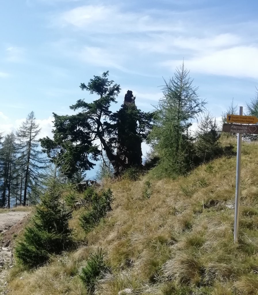 Baum an einem Wanderweg - 6.jpg
