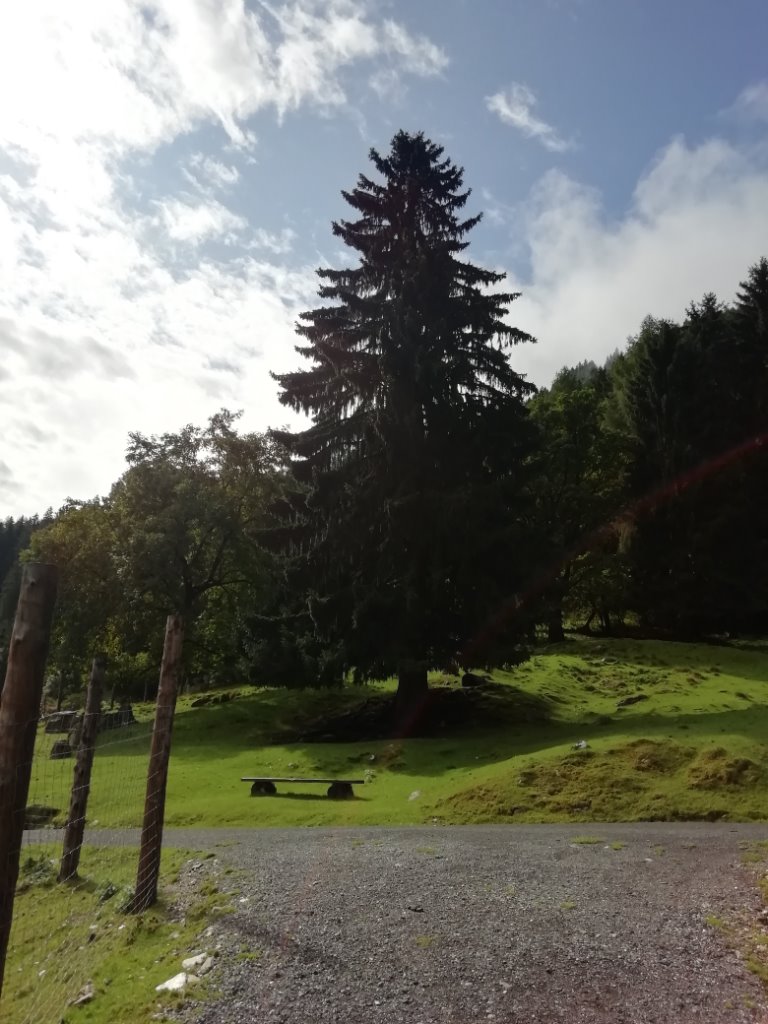 Baum im Wildpark - vollansicht.jpg