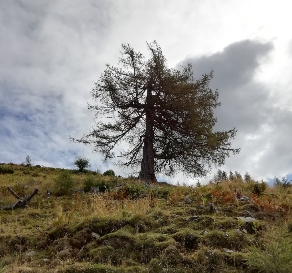 Naturdenkmal an einem Wanderweg.jpg