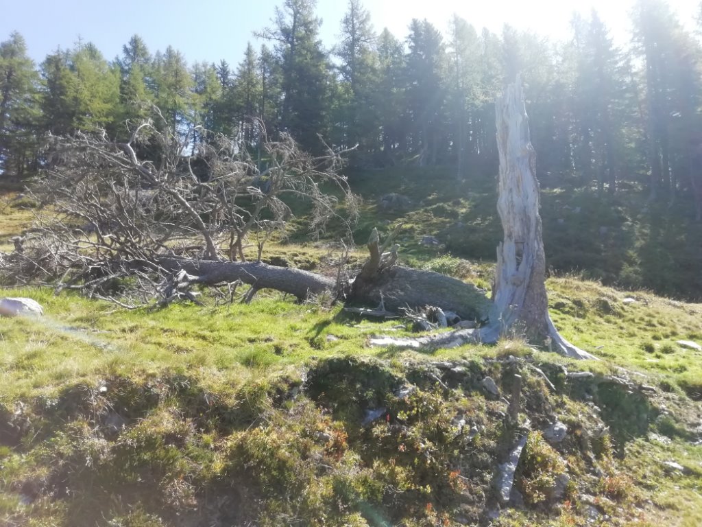 Toter Baum - 2.jpg